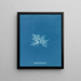 Delesseria sinuosa var. - Anna Atkins — gerahmtes Bild an der Wand