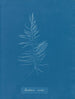 Dichloria viridis - Anna Atkins — Ansicht des Kunstwerks