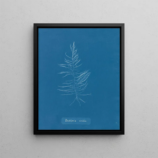 Anna Atkins - Dichloria viridis.webp