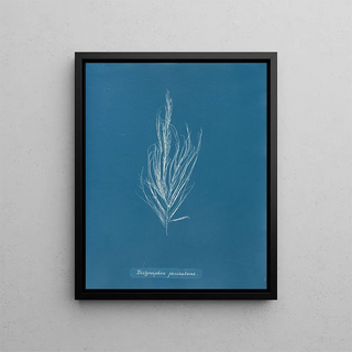 Anna Atkins - Dictyosiphon fniculacea.webp