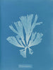 Dictyota atomaria - Anna Atkins — Ansicht des Kunstwerks