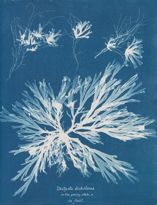 Anna Atkins - Dictyota dichotoma in the young state and in fruit.webp
