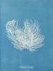 Ectocarpus distortionus - Anna Atkins — Ansicht des Kunstwerks