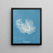 Ectocarpus distortionus - Anna Atkins — gerahmtes Bild an der Wand