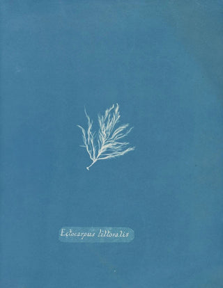 Anna Atkins - Ectocarpus littoralis.webp