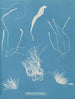 Enteromorpha compressa - Anna Atkins — Ansicht des Kunstwerks