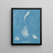Enteromorpha compressa - Anna Atkins — gerahmtes Bild an der Wand