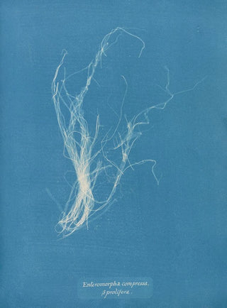 Anna Atkins - Enteromorpha compressa prolifera.webp