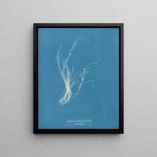Anna Atkins - Enteromorpha compressa prolifera.webp