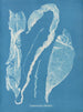 Enteromorpha intestinalis - Anna Atkins — Ansicht des Kunstwerks