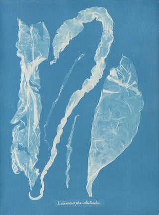 Anna Atkins - Enteromorpha intestinalis.webp