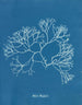 Fucus Machaii - Anna Atkins — Ansicht des Kunstwerks