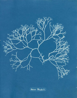 Anna Atkins - Fucus Machaii.webp