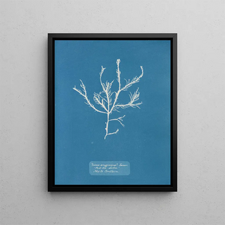 Anna Atkins - Fucus aruginosus Turner Red Sea Lisbon New to Britain.webp