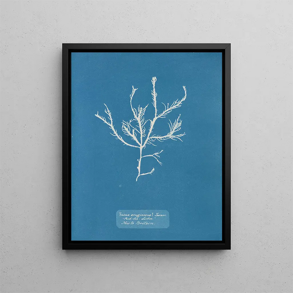 Anna Atkins - Fucus aruginosus Turner Red Sea Lisbon New to Britain.webp