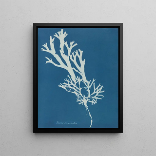 Anna Atkins - Fucus ceranoides.webp