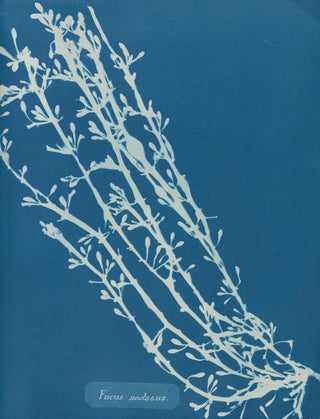 Anna Atkins - Fucus nodosus.webp