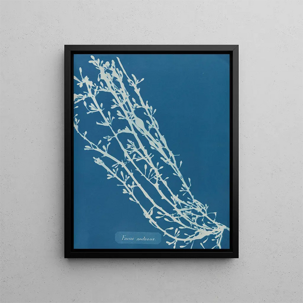 Anna Atkins - Fucus nodosus.webp