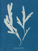 Lame de scie - Anna Atkins — Ansicht des Kunstwerks