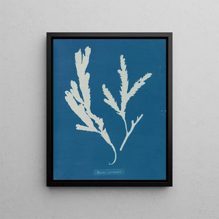 Anna Atkins - Fucus serratus.webp