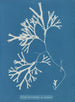 Fucus vesiculosus var. linéaire - Anna Atkins — Ansicht des Kunstwerks
