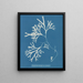 Fucus vesiculosus var. linéaire - Anna Atkins — gerahmtes Bild an der Wand