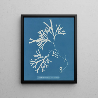 Anna Atkins - Fucus vesiculosus var linearis.webp