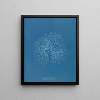 Anna Atkins - Gelideum corneum var pinnatum.webp