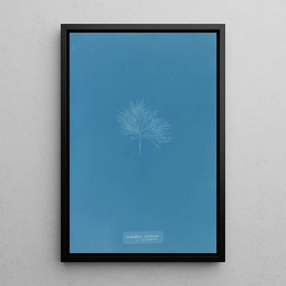 Anna Atkins - Gelideum corneum var pulchellum.webp