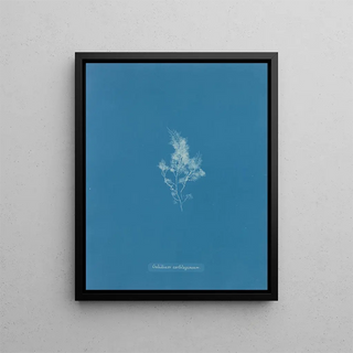 Anna Atkins - Gelidium cartilagineum.webp
