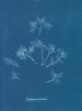 Gelures cornéennes - Anna Atkins — Ansicht des Kunstwerks