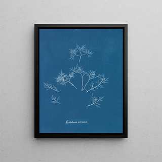 Anna Atkins - Gelidium corneum.webp