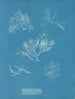 Gelidium corneum var. - Anna Atkins — Ansicht des Kunstwerks