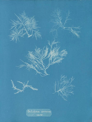 Anna Atkins - Gelidium corneum vars.webp