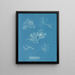 Gelidium corneum var. - Anna Atkins — gerahmtes Bild an der Wand
