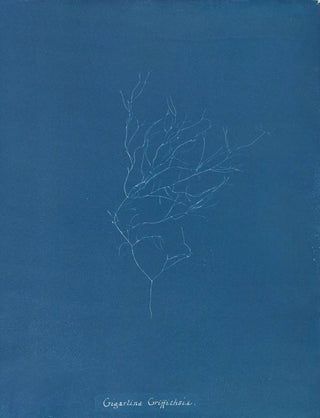 Anna Atkins - Gigartina Griffithsiae.webp