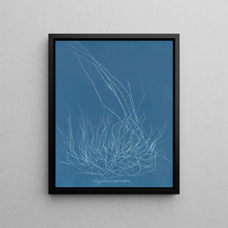 Anna Atkins - Gigartina confervoides.webp