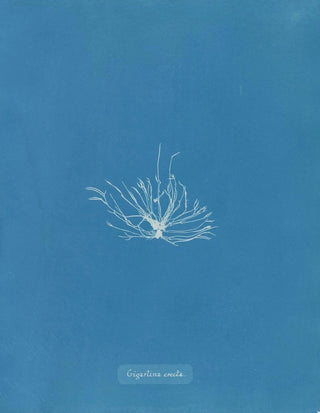 Anna Atkins - Gigartina erecta.webp
