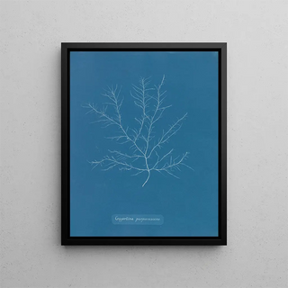 Anna Atkins - Gigartina purpurascens.webp