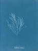 Griffithsia corallina - Anna Atkins — Ansicht des Kunstwerks