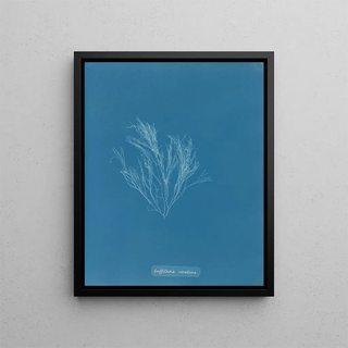 Anna Atkins - Griffithsia corallina.webp
