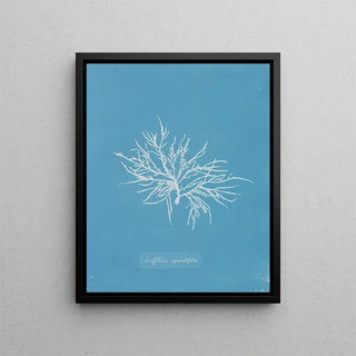Anna Atkins - Griffithsia equisetifolia.webp