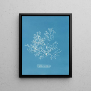 Anna Atkins - Griffithsia multifida.webp