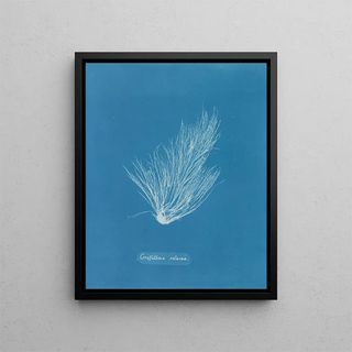 Anna Atkins - Griffithsia setacea.webp