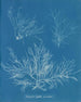 Halymenia ligulata var. dichotome - Anna Atkins — Ansicht des Kunstwerks