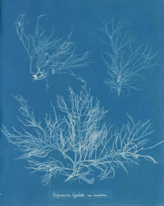 Anna Atkins - Halymenia ligulata var dichotoma.webp