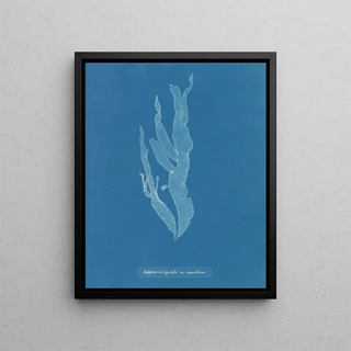 Anna Atkins - Halymenia ligulata var ramentacea.webp