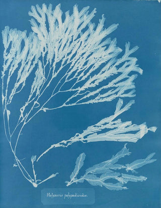 Anna Atkins - Halyseris polypodioides.webp