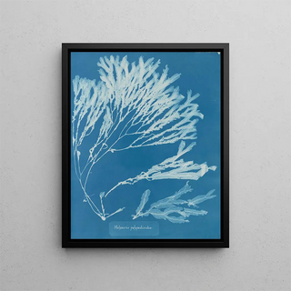 Anna Atkins - Halyseris polypodioides.webp