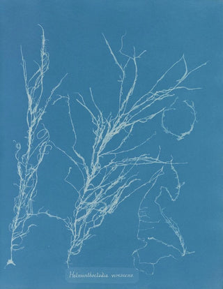 Anna Atkins - Helminthocladia virescens.webp